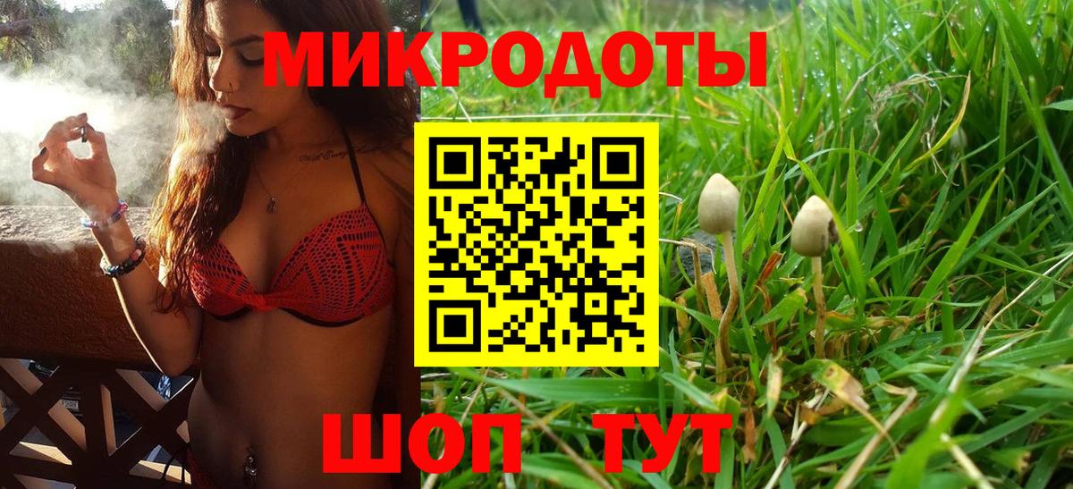 Галлюциногенные грибы Psilocybine cubensis Ржев